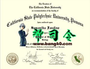 加州州立理工大学波莫纳分校 PSD 模板的证书Authentic-Looking  Certificate From Cal Poly Pomona University PSD Template-帮司令